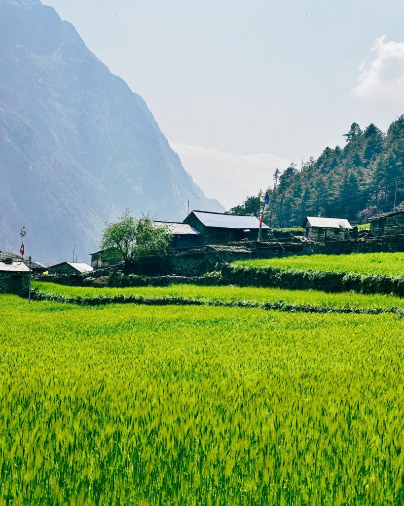 Green buckwehat field with 6 houses at the end in the village of Lho, Manaslu Circuit Trek